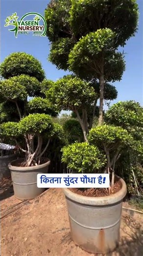 कितना सुंदर पौधा है! घर और गार्डन की खूबसूरती बढ़ाने के लिए ऐसे पौधे सबसे बेहतरीन होते हैं।