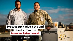 Protecting our insects from invasive Asian hornets