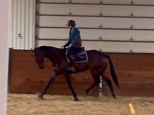 In the darkest year of my life, this horse walked in and reminded my heart that I can still love. 3rd post track ride, first canter in the ring. Phenomenal is an understatement. I'm so excited about this one, he was made for me. 🩵 #ottb #tb #thoroughbred #bff #bluefeatherfarm | Ariel Zara Univer