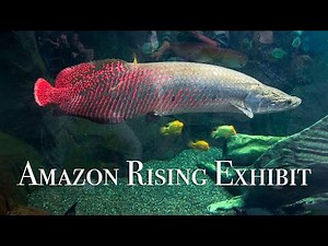 Shedd Aquarium - Amazon Rising Exhibit