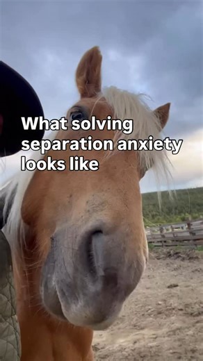 Solving separation anxiety will affect your horse’s well being both in the spare time and when trained. Just listen to this👉 “My horse went from freaking out when losing sight of his mates to being completely fine and safe on solo trail rides 🥰!!! Thank you so much” If your horse is anxious, unfocused, rushy or reluctant to leave the stable this is your lucky day! For a limited time you can follow in Laras footsteps and get training that builds trusts and confidence in a way that solves separa