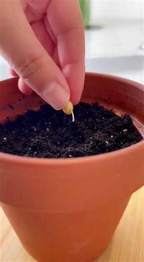 El Secreto Para Tener Cerezos Fructíferos en Tu Propio Jardín