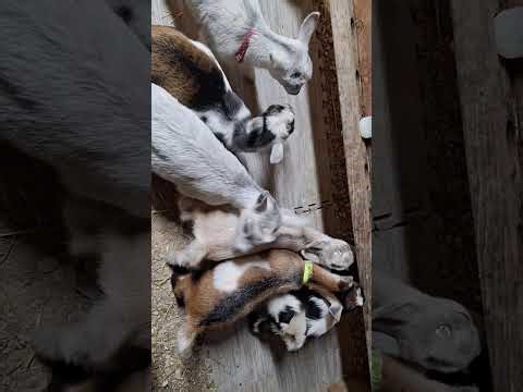 Why disbud & tattoo & vaccinate baby goats?