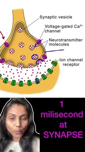 What happens in 1 ms at synapse ?