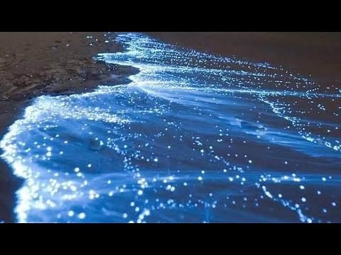 BIOLUMINISCENCIA en HOLBOX / Espectáculo🤩🤩