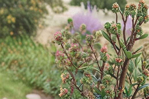 Small Burnet – Sanguisorba Minor, Perennial Herb | Drought Tolerant (100 Seeds) - Etsy