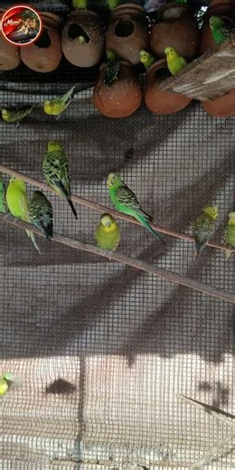 Relaxing Bird Sounds: Budgies Chirping and Flying🦜/by meow #birds#birdsounds#birdlovers#relaxing