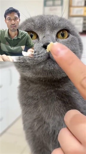 angry cat #angry #cat