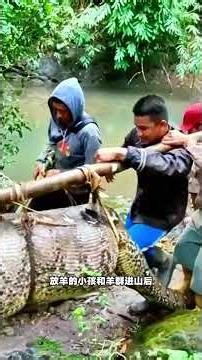 The villagers caught the man-eating giant python, man-eating giant python, python's shock, the c