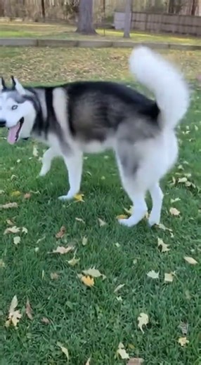 Husky Happy Wag Trips It Up! #TailFail #FunnyHuskyTail #DogWagFail #CuteTailSpin #ViralPetTangle