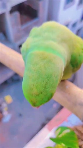 मिठूठ बहुत प्यारा है🦜#ytshorts #trending #shorts #viralvideo #parrot #fyp #shortvideo #viral #love❤️