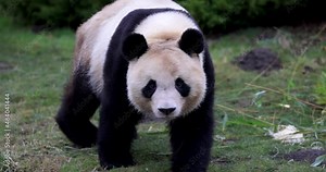 A panda walks in the forest