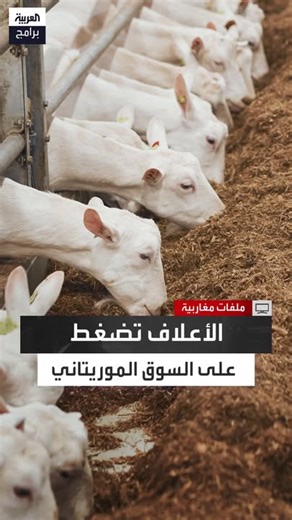 منسق مشروع بوزارة التنمية الحيوانية في موريتانيا أحمد سالم ولد العربي: ارتفاع أسعار المواشي خلال العامين الأخيرين يعود أساساً إلى زيادة أسعار الأعلاف التي تمثل نحو 70% من تكلفة الإنتاج رغم وجود فائض كبير في القطيع #ملفات_مغاربية