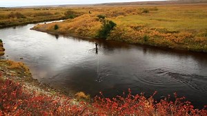 The Kamchatka Steelhead Project