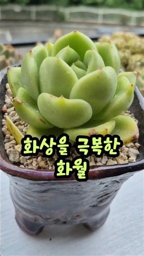 기특한 화월 #예쁜다육 #다육이​ #succulent #다육이키우기​ #plants #다육식물