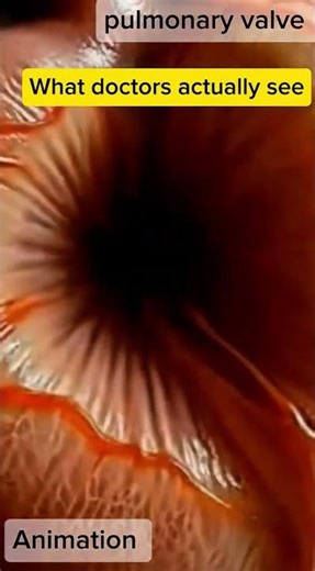 Inside a Beating Heart Valve 3D Heart Animation of Blood Flow.