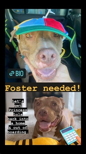 Foster/adopter urgently needed! We pulled Princess Lula into rescue as a Hail Mary in 2022. (Click on #k9kismetprincesslula for her previous posts.) It kills us that we haven’t found the happily-ever-after she deserves, but with your help, we are confident 2024 will be Lula’s year! Princess Lula is beautiful and resilient. She enjoys playing with toys, going for long walks or hikes, learning new things, and meeting new people. She loves pets and belly scratches. Princess Lula would do well in a 