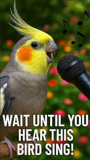 Cockatiel Singing Sounds for Relaxation & Focus | No Music, Real Parrot Audio
