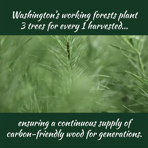 3 for 1 🌲🌲🌲 Washington's private forest landowners plant 3 trees for every 1 tree harvested - adding up to an average 52 million seedlings a year. That's sustainability in action! #workingforests | Washington's Working Forests