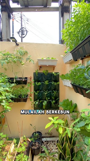 Berkebun Di Rumah Itu Mudah #berkebun