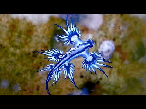 Blue Sea Dragon 🌊 One Of The Most Beautiful Sea Creatures!