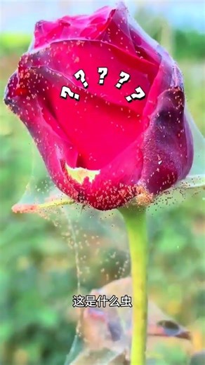 Master the Art of Flower Pest Control: Identification & Solutions