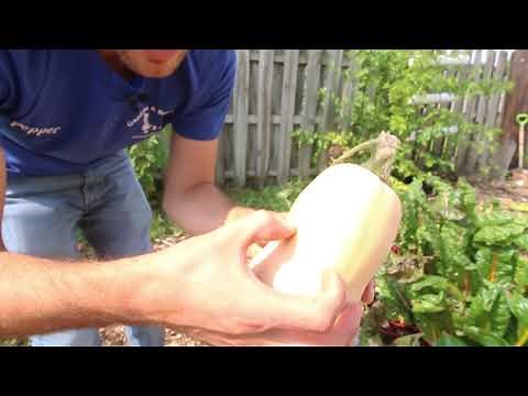 How to Tell When to Harvest Winter Squash