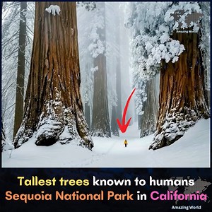 Many people believe the tallest trees in the world are found in Sequoia National Park, but this park is actually famous for having the largest trees by volume, not the tallest. Its giant sequoias are massive in width and weight, with some trunks wider than small houses. | Amazing World