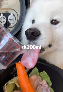 炊飯器メニューで大食い体験！サモエドりんたろう