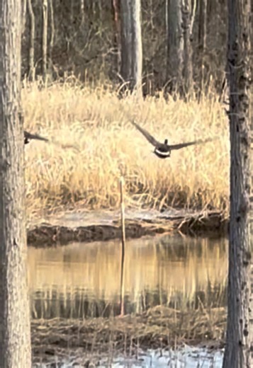 Geese Taking Flight: A Beautiful Winter Scene