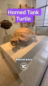 Horned Tank Turtle from the Ice Age #paleontology #prehistoriclife