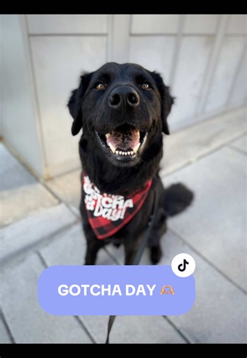 Journey of a Rescue Dog: 4 Years of Transformation