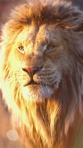 ALI ALIi varil Islamic video sport my YouTube channel all friend