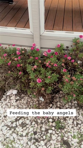 Feeding Baby Angels with Cherished Breastmilk