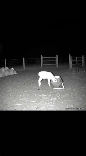 THE WATCHFUL COMPANION Nature often reveals its most meaningful moments quietly. As the evening slowly faded into night, the countryside became peaceful and still. The wind moved softly through the grass while the open fields stretched into the distance. A small puppy explored the field with curiosity and excitement. Nearby, a Kangal dog calmly observed the surroundings. Kangals are known for their awareness and patience. They often watch their environment carefully before making any movement. T