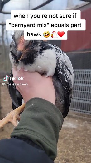 #barnyardmixchicks #chickentok #whatareyou #chickensoftiktok #coloredegglayers