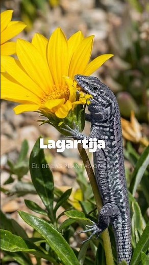 How to keep lizards away from your garden to prevent them from eating the flowers