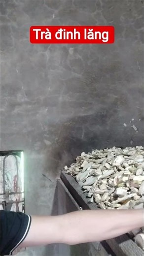 trà đinh lăng giúp bồi bổ cơ thể, giảm mệt mỏi,đau nhức xương khớp