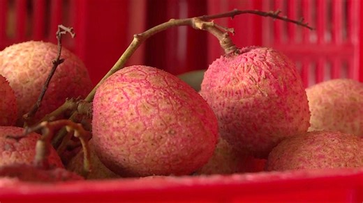 Trucks loaded with freshly harvested lychees provide a pathway to prosperity for residents of a Vietnamese commune. #GLOBALink #lychee #China #Vietnam | China Xinhua News