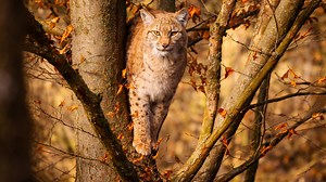 Dieser Luchs hat den perfekten Platz zum Ausruhen gefunden