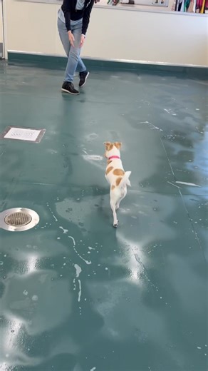 UPDATE: Peppermint Patty has been adopted! Congratulations! 🎊🎉 Say hello to Peppermint Patty! This one-year-old Maltipoo mix may not quite look the part, but her sweet spirit is undeniable. Patty was actually born right here at NMDR—her mama was rescued while pregnant, and Patty’s entire life has been shaped by rescue. She was previously adopted, but it turns out she’s hoping for a calmer home where life moves just a little slower and sweeter—just like her. Patty is curious and cuddly, enjoyin