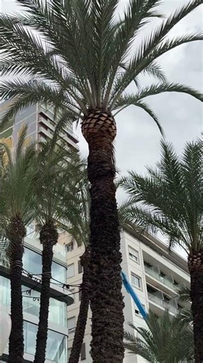 #serega💪 👉 Rent, sale, real estate 🏠 Spain 🇪🇸 Dubai 🇦🇪 📞contacts in the profile header