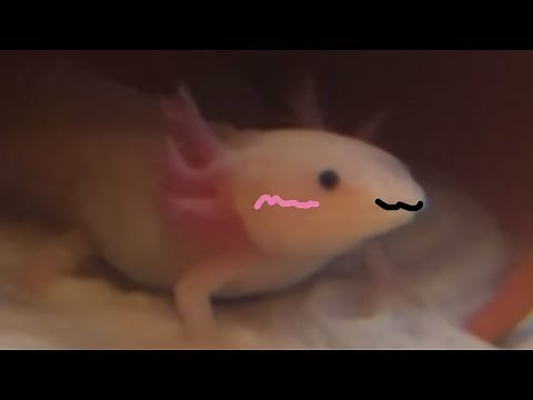 Axolotl yawning meme (original meme)