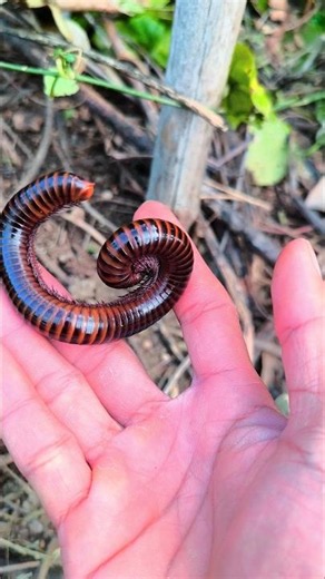 Find and catching cute giant millipede #shorts #millipede