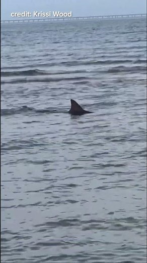 Sandbar shark spotted in Virginia Beach