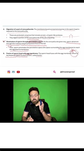 Sperm Penetration & Egg Fusion |Fertilization Explained In 30 Seconds 🧠 | High-Yield Embryology