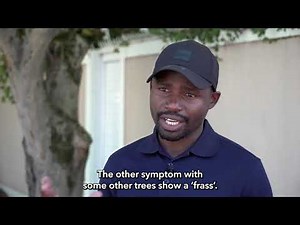 How to identify trees infested by the borer beetle pest