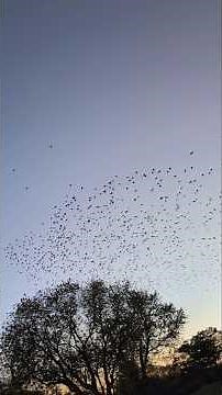 Memorizing Murmuration! ❤️🐦