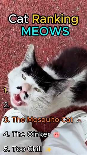 Cat Ranking Funny Meows 😹