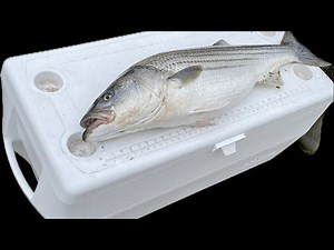 Sea bass fishing New Jersey